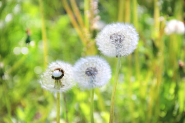 Dandelion flowers, dandelion seeds in a meadow