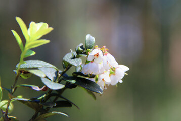 Lingonberry bush with flowers and new leaves. lingonberry leaf