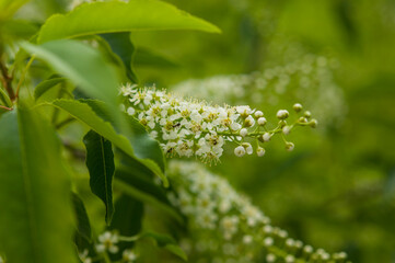 Blossoming branch of a tree