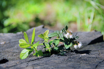 Lingonberry bush with flowers and new leaves. lingonberry leaf