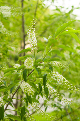 Blossoming branch of a tree