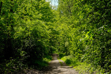 Fototapeta na wymiar empty hiking trail or path through a sunny deciduous forest