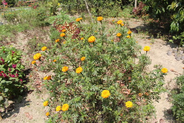 yellow flowers in the garden