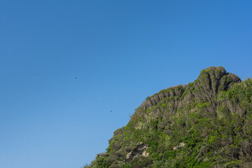岸線の崖に繁殖する植物。