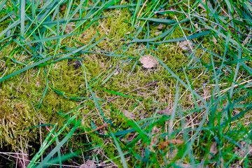 green moss with green grass