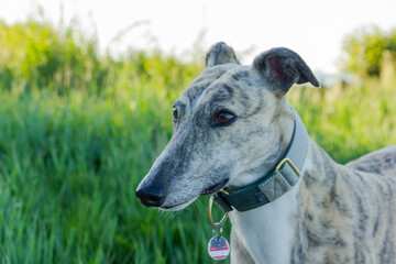 Windhund im Sommer vor Salzwiesen am Elbstrand 