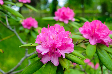 Close-up of a blooming pink rhododendron or alpine rose or Ericaceae flower