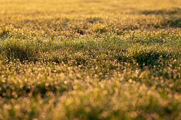 Drops of dew in blur on a green spring grass in the morning in the sun. Soft selective focus. Natural background. Bokeh banner.