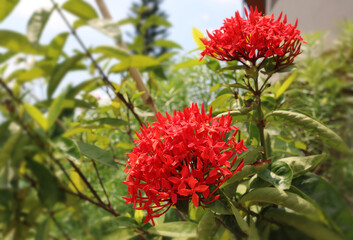 Red Ixora coccinea or  Rubiaceae flowers grown at my home in India. 