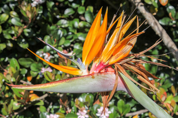 Strelitzia flower or Bird of Paradise flower