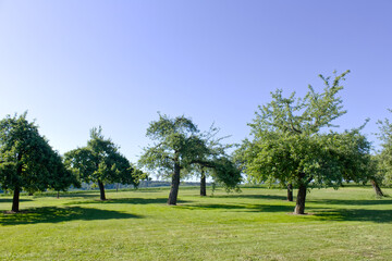 Fototapeta na wymiar An apple tree garden in the sunlight