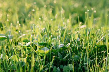 Dewdrops on green grass and clover in blur bokeh in the morning spring sun. Soft selective focus. Natural textures. Copy space.