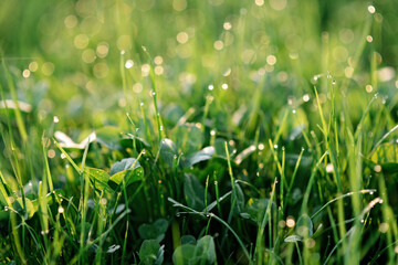 Dewdrops on green grass and clover in blur bokeh in the morning spring sun. Soft selective focus. Natural textures. Copy space.