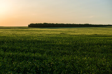 green field of unripe wheat in the rays of the setting sun