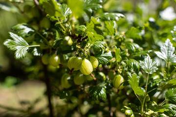 Grüne Stachelbeeren am Busch im Garten