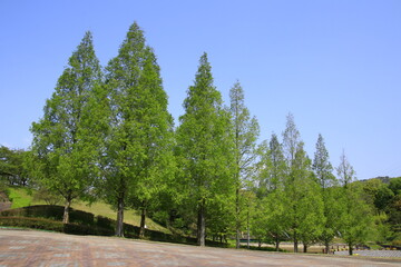 メタセコイヤの新緑風景　新緑のメタセコイヤ
初夏の風景　新緑風景　メタセコイヤの並木