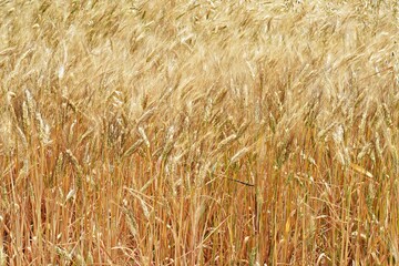 Grano