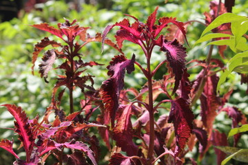 red and yellow flowers