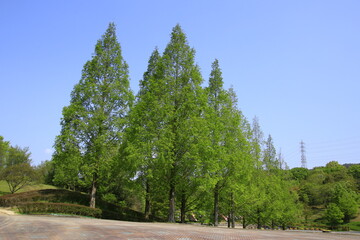 Fototapeta premium メタセコイヤの新緑風景 新緑のメタセコイヤ 初夏の風景 新緑風景 メタセコイヤの並木