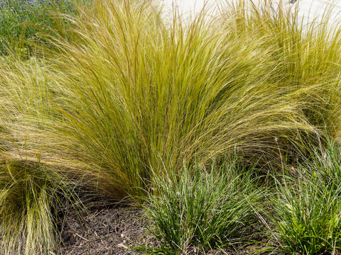 Nassella or stipa tenuissima | Mexican feathergrass or finestem needlegrass with bright green foliage in late spring moving in the slightest wind