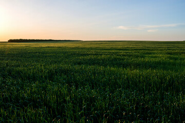 green field of unripe wheat in the rays of the setting sun