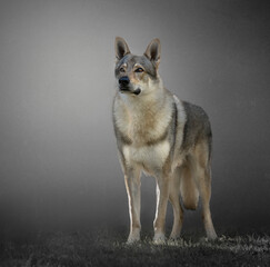 czechoslovakian wolfdog  posing in gray background