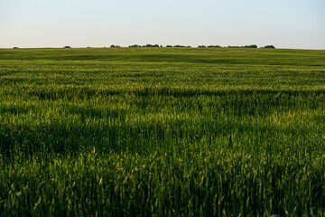 green field of unripe wheat in the rays of the setting sun