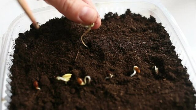 Container with soil close-up. A person punctures the ground and plants a sprouted seed in it. Real time, contains people.