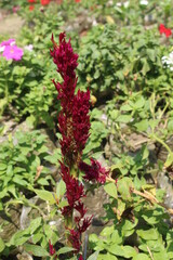 red berries of a bush