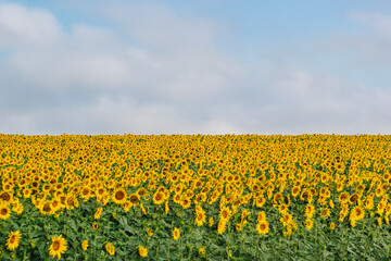 sunflower field with blue sky. Organic farming landscape with sunflowers