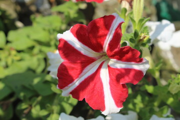 Obraz premium red rose in the garden