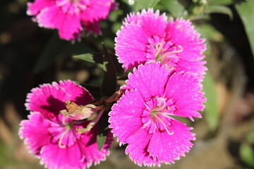 Obraz premium close up of pink flower