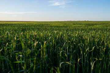 green field of unripe wheat in the rays of the setting sun