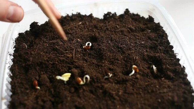 The container with the seedlings in close-up. A person plants sprouted seeds on seedlings. Real time, contains people.