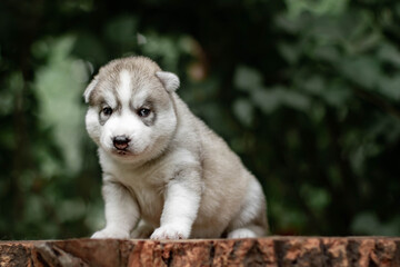 One Little cute puppy of Siberian husky dog outdoors