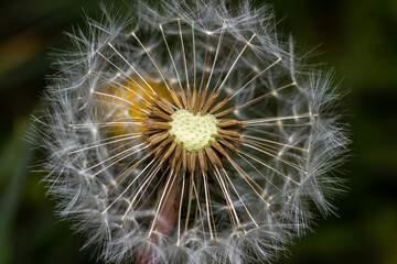 Dandelion close up with macro flash