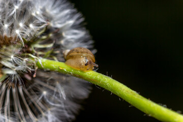 Dandelion close up with macro flash