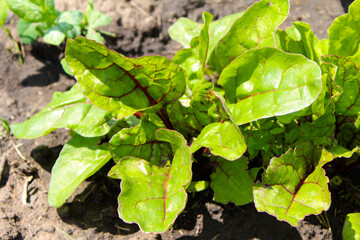 young green plant