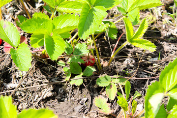 tomato plants in the garden