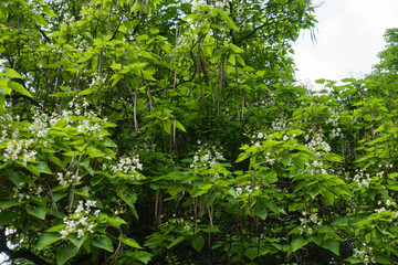 Canopy of blossoming catalpa tree in June