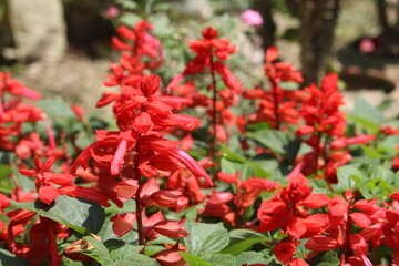 red and white flowers