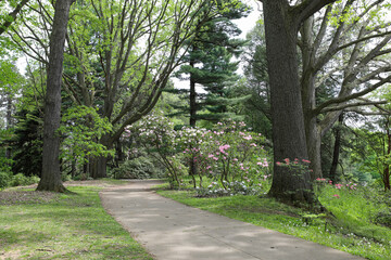 Fototapeta na wymiar Walkway through Highland Park in Rochester, New York. Shaded path through woodland and azaleas