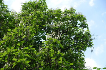 Crown of blossoming catalpa tree in June