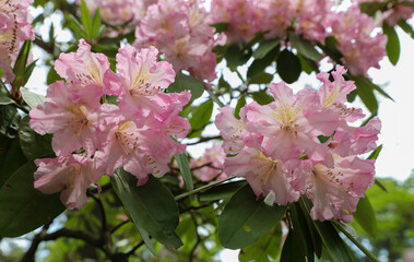Pink Rhododendron in full bloom in the park. Close up detail of the delicate flowers.