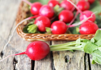 Natural, grown in the garden, freshly ripped radish on a wooden ancient background.