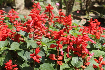 red and white flower