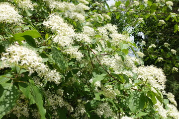 Blooming branches of common dogwood tree in May