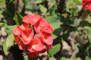 red rose in the garden
