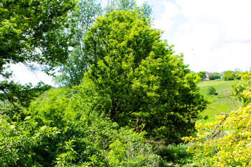 Fototapeta premium green trees in the park