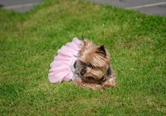 Yorkshire terrier Dog in tutu